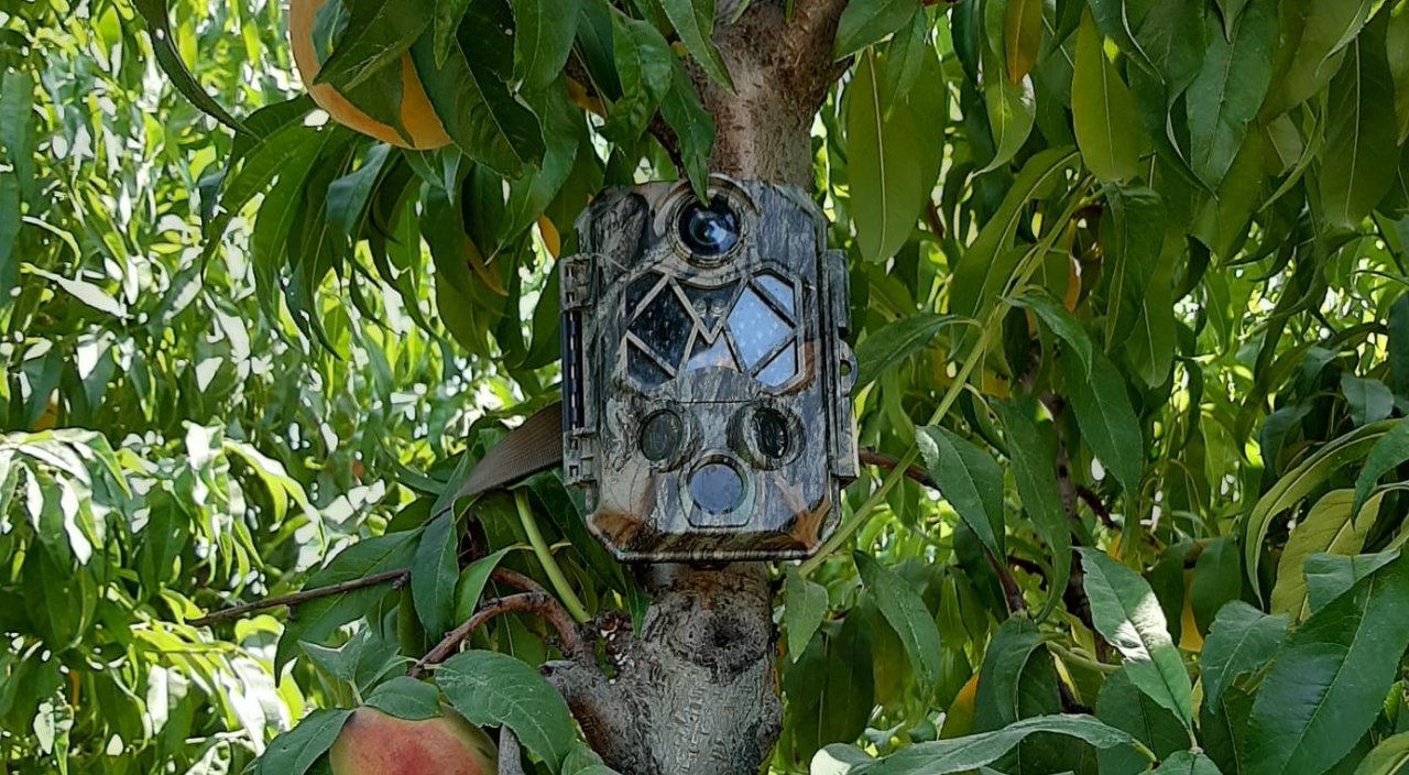 Meyve bahçelerine hırsız dadandı! Çareyi foto kapanda buldular